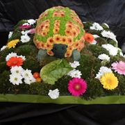Tortoise